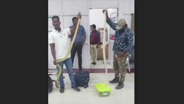 (Видео) Над 20 змии најдени во женски куфер на аеродром