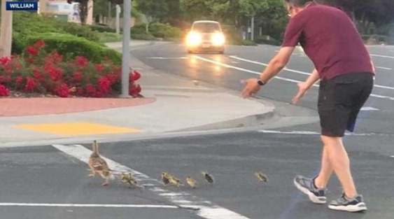 Маж во Калифорнија им помогна на патки да го поминат