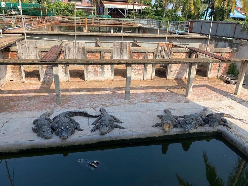 Маж паднал во базен со 40 крокодили, го распарчиле неговото тело и излегле од водата