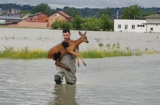 Пожарникар спаси срна од поплавите и им ги стопли срцата
