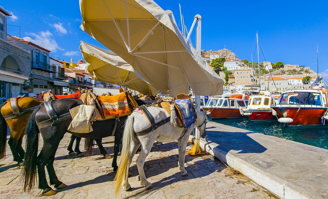 Коњ угина пренесувајќи туристи во Грција, сопственикот на животното е уапсен