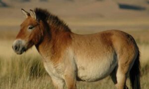 МВР потврди: Угина и третиот коњ од Монголија во скопската зоолошка градина