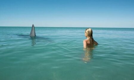 Што не треба да правите, ако ве нападне ајкула: Научниците даваат совети откако расте бројот на напади од ајкули