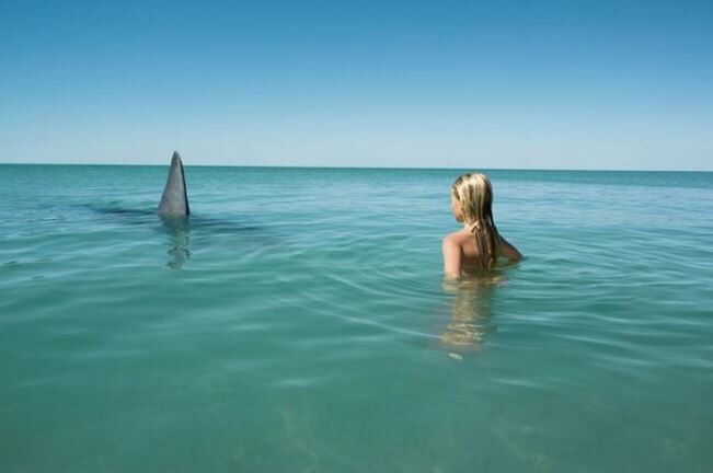 Што не треба да правите, ако ве нападне ајкула: Научниците даваат совети откако расте бројот на напади од ајкули