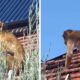 (Видео) Мајмун снимен на покрив од куќа во Белград