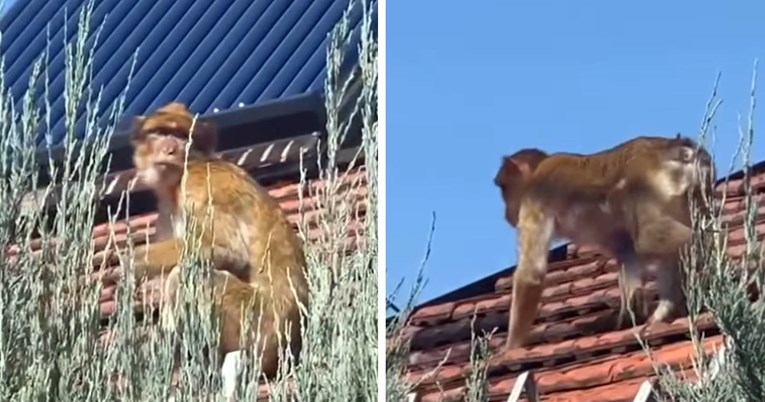 (Видео) Мајмун снимен на покрив од куќа во Белград