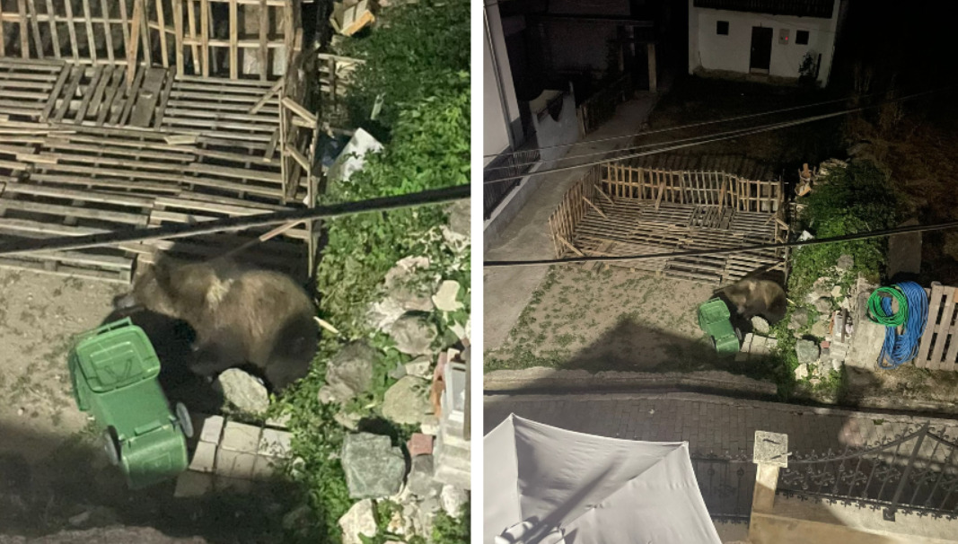 Мечка влезе во дворот на експратеникот Пајкоски во Жировница: „Ни останува сами да се штитиме“