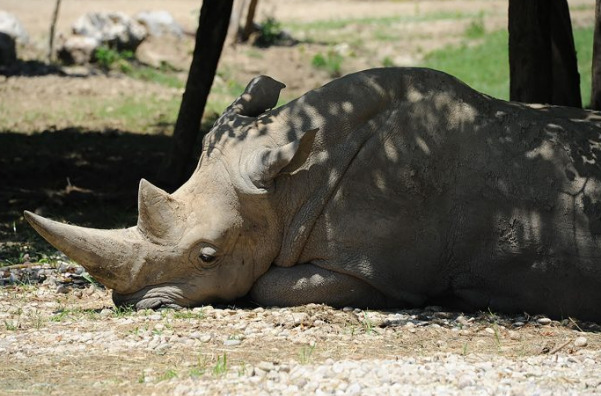 Носорог нападнал во зоолошка градина во Австрија: еден чувар загинал, а друг тешко повреден