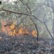 Пожарот кај Милетино се гасне и од воздух – гори борова шума