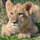 Пронајдено младенче лав на патот во Суботица