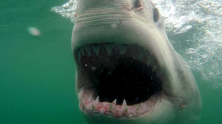 Рибари во Јадранот уловиле голема бела ајкула: „Ако ја забележите, смирете се, оддалечете се…“