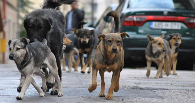 Три лица искасани од кучиња скитници: две во Битола едно во Скопје