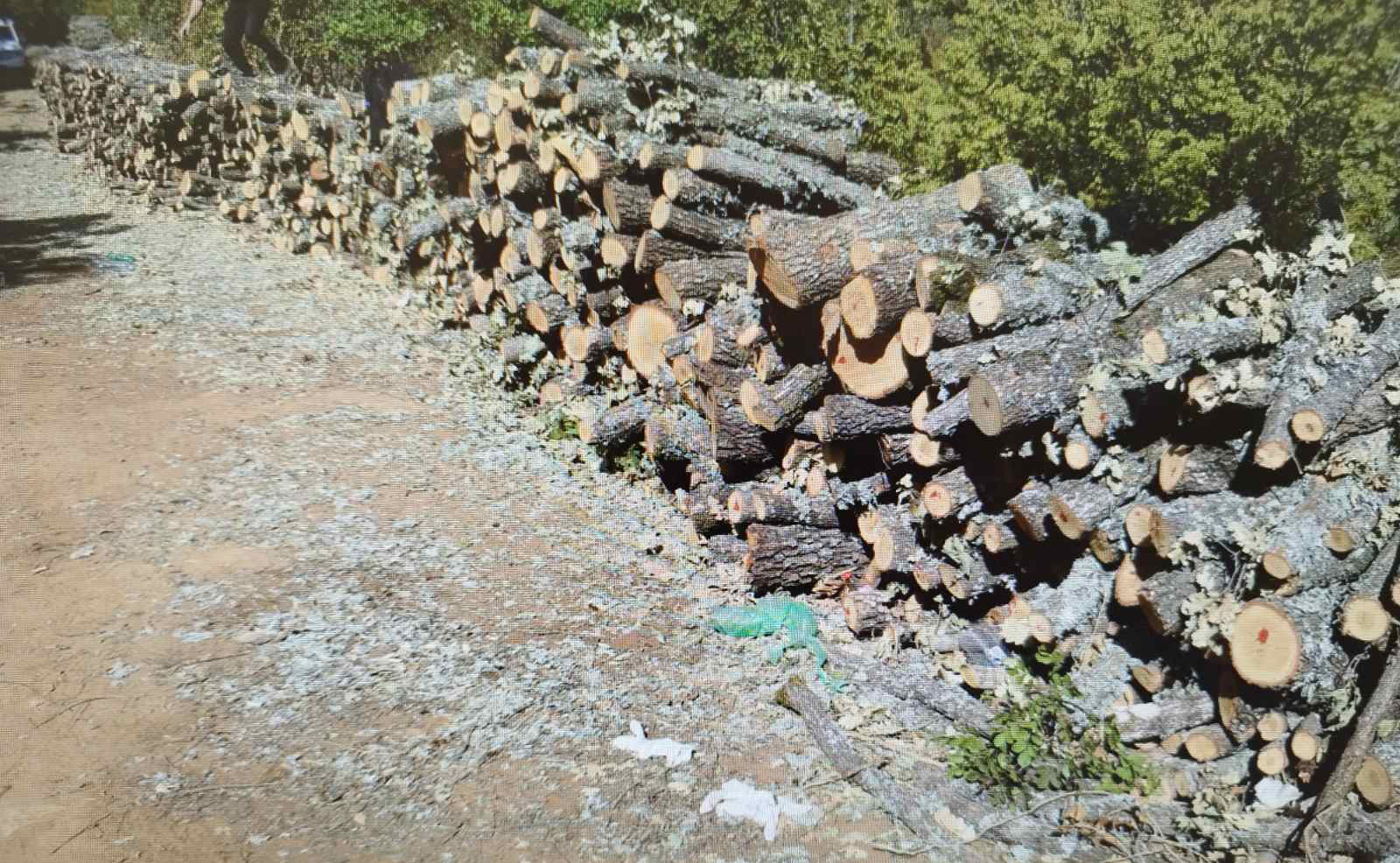 Користеле фалсификуван жиг: приведени дрвокрадци од радовишко