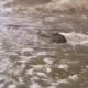 (Видео) Поплави во Австралија: се евакуираат градови, крокодили пливаат низ улиците